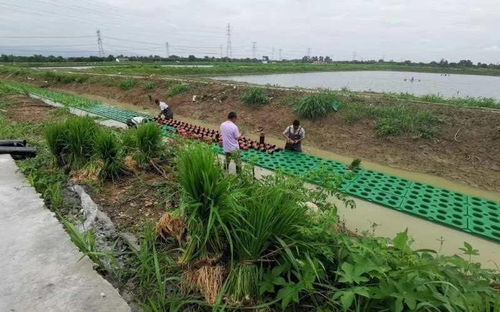 水上稻田綠意濃 湖州泗安鎮(zhèn)探索水稻種植新模式，穩(wěn)產(chǎn)又凈水