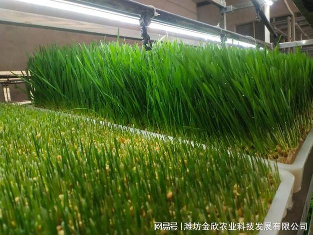 水培牧草集裝箱設備是一款養殖最好種植設備